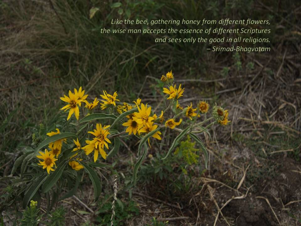 wildflower, Minnesota