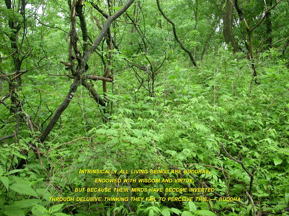 Effigy Mounds National Monument, IA