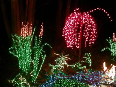 lights, Bellevue Botanical Gardens
